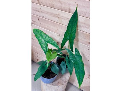 5ef30fc0 c215 49a8 9460 324205686d7d