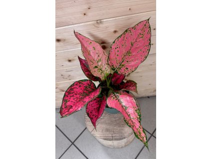 WhatsApp Image 2025 12 20 at 07.47.16