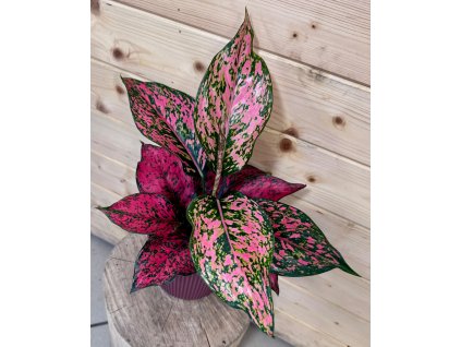 WhatsApp Image 2026 01 19 at 16.00.57