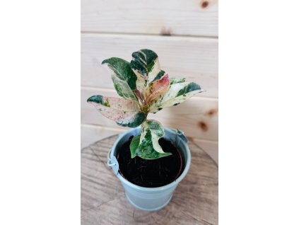 WhatsApp Image 2025 12 20 at 09.05.07