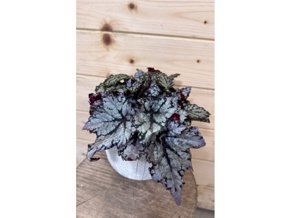 Begonia Rex