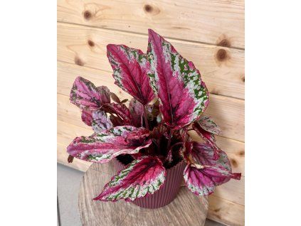 Begonia Beleaf Inca Flame