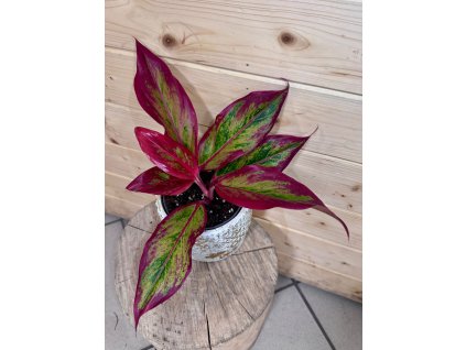 WhatsApp Image 2026 01 06 at 18.55.45