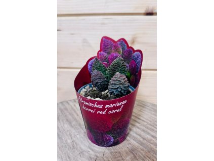 WhatsApp Image 2026 01 06 at 18.57.07