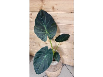 WhatsApp Image 2026 01 06 at 19.10.17