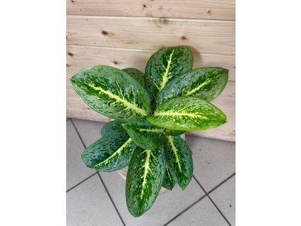 WhatsApp Image 2026 01 08 at 19.06.30