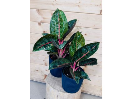 WhatsApp Image 2026 01 08 at 19.41.10