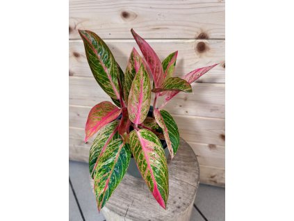 WhatsApp Image 2026 01 15 at 17.09.36