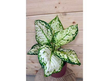 bb64aa56 68a7 4733 a117 cce9db3cc912