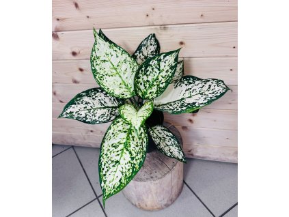 WhatsApp Image 2026 01 19 at 15.58.43