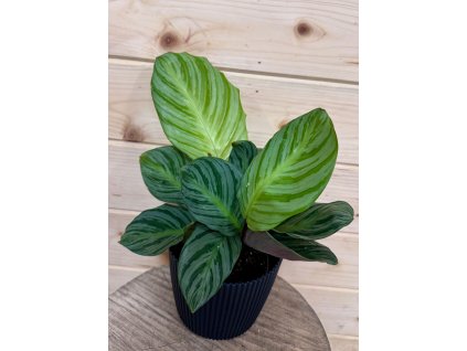 WhatsApp Image 2026 01 21 at 20.08.03