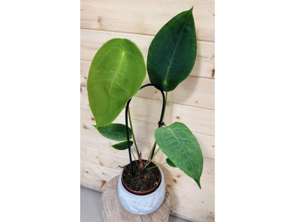 Anthurium Peltigerum