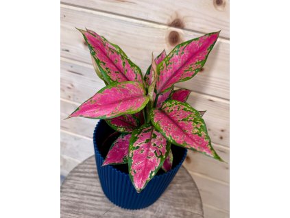 3f3f4de7 6d35 4915 96ab 9ed2a307b1ed