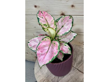 cd3751e4 487d 4208 be51 aff226a8567c