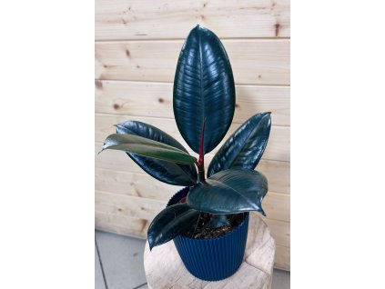 684b39ef 8315 4360 8b22 325883769fea