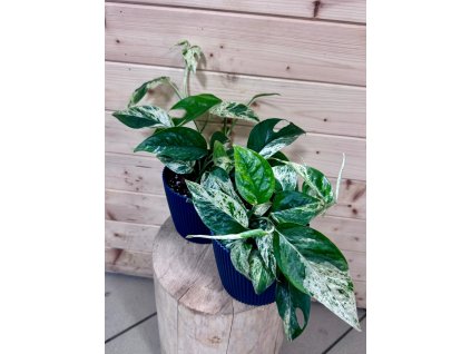 291b112b 5e71 4e78 8f4e 669259f594a9