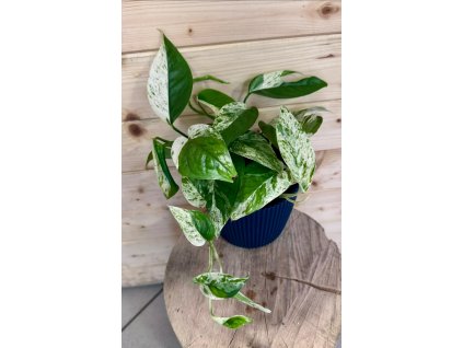 WhatsApp Image 2026 02 25 at 16.38.07