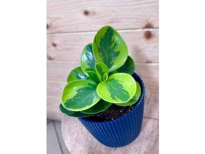 50d8c533 be00 4bf1 87eb 218bab6dc1da