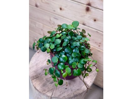 e846fa59 c547 4bc6 83eb 66361126e0bc