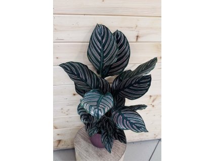 4a58eca0 0dd9 4009 b2d8 add5e738da97