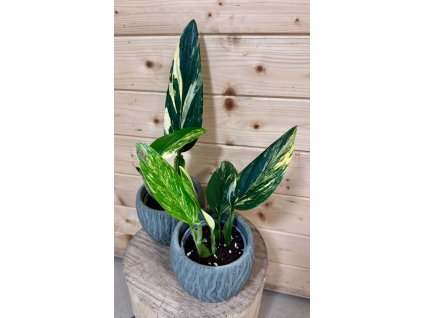 16ee8871 beee 494c adc3 813d19cbc923