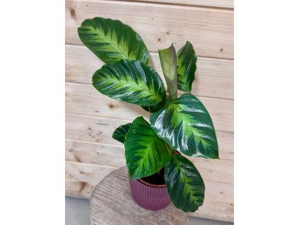 e67defcf 0300 49fc 8d58 1cb869fef807