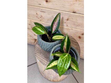 36e233d8 225e 491c b1bd ddaf6c34bda4