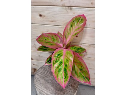 fff98d98 0f56 41ef 986f 6d3cd801d136