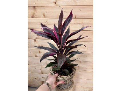 3951a9fd 2306 4cc0 97e8 4ef2fbed576c