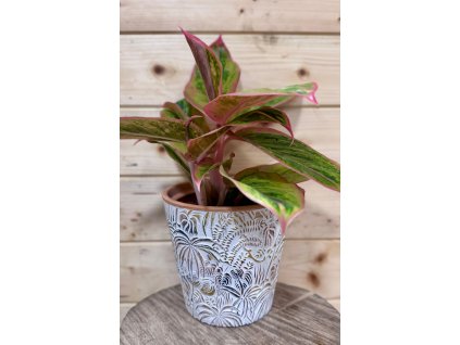 cc10e37c 650d 410a af33 df79f3cdd43c