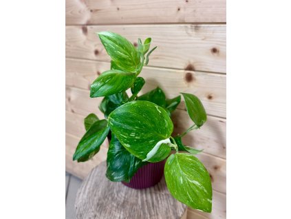 ae1feb8b 7bbe 4e7c 8007 abee99835d79