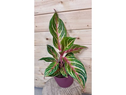 8c81675c 7087 41fc b5b3 0763915c09dd