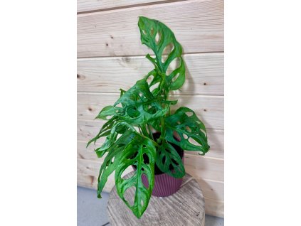 44137edf b64a 449a aaf8 ddfd75f25ba4