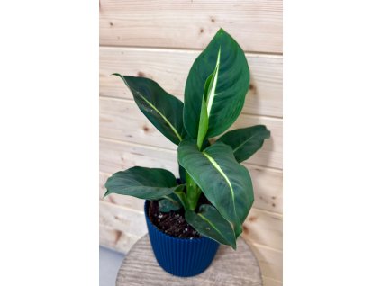 842a7527 d69b 44ae 94d4 53485a63e174