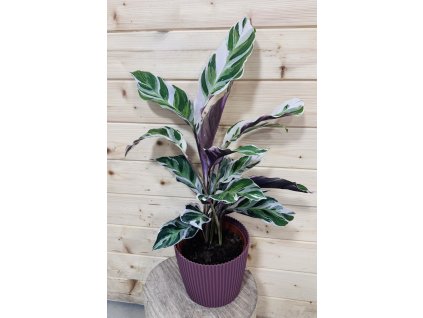 94906246 afc2 4da3 ab3a dd25b562d32d