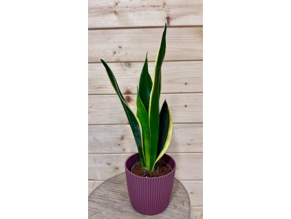 WhatsApp Image 2026 02 14 at 17.52.12