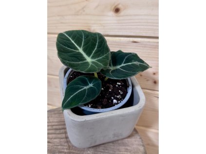 WhatsApp Image 2026 02 25 at 16.52.28