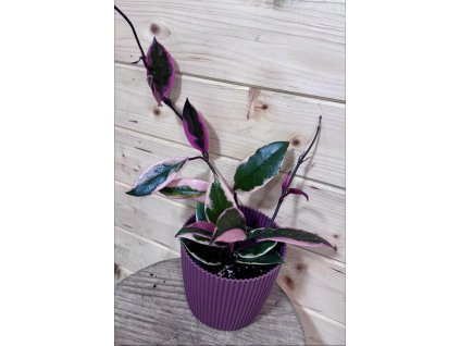 41ac6e92 1810 47b0 b621 4622ec3e46f1