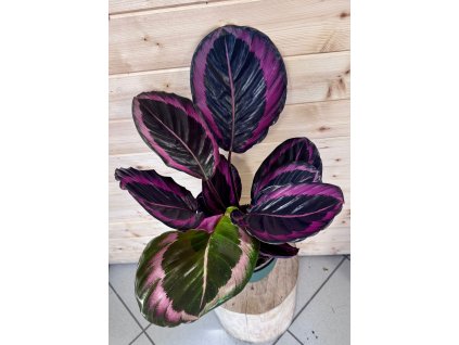 17582f4b 253f 47a6 a8c0 48ddeee7c52a