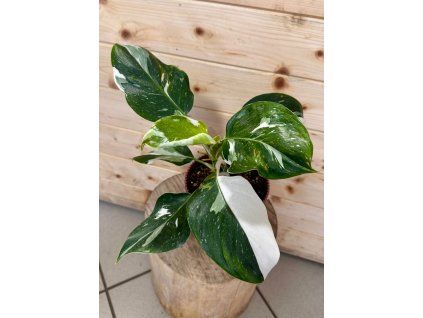 c79948fa 317e 4d4e 9759 71ce382a2f88