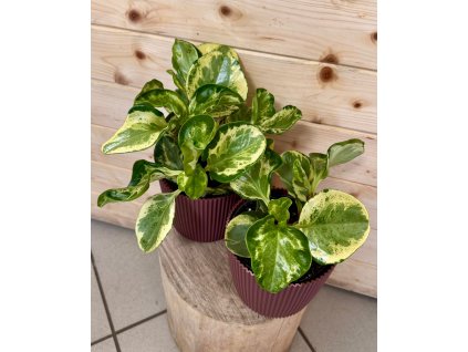 c0ab04a5 c93e 4980 bb96 7e858739e34a