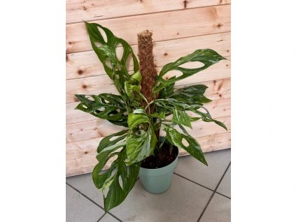 ad0c29a7 d97c 444a b957 d5dab83363b4