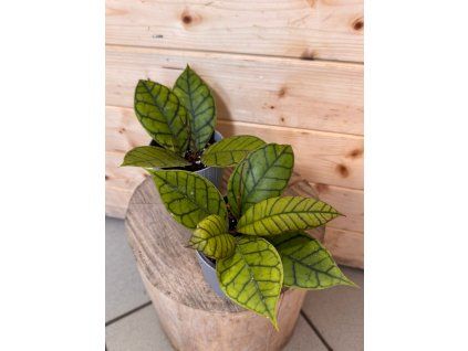 81385f8e cf92 4840 a10b e45bdb9dff7c