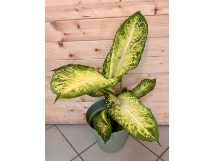 052701db f34a 4a30 a2d0 0aab9819163d