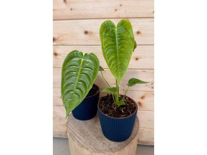 b1ef9b4b 735a 4cd7 adbc 4abfefec2b6d