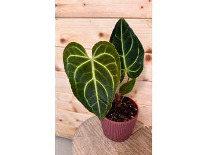 9de5e6d4 ac2e 40bc b5bb 41db04656610