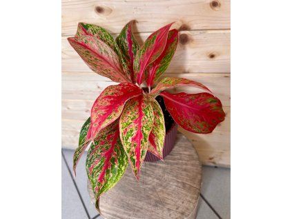 cb9258a6 0a1a 4fae 91eb 2ea319ebd1c9