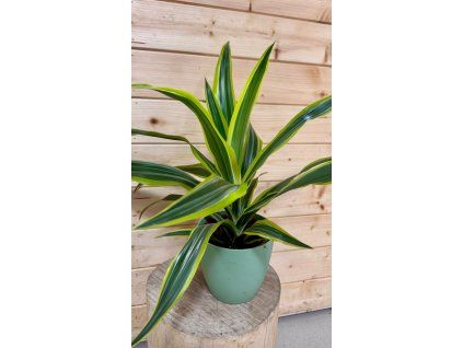 a8faa24c b858 40d5 b771 04da643fc1f6