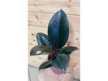 6646e578 ecbd 4830 9d83 71cf9bf08f0a