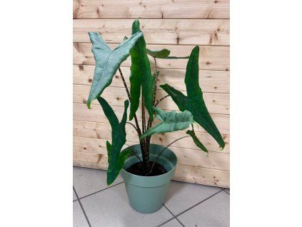 Alocasia Tigrina